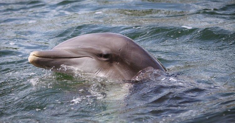 Clearwater FL Dolphin Tours | Dolphin Sightings | Little Toot
