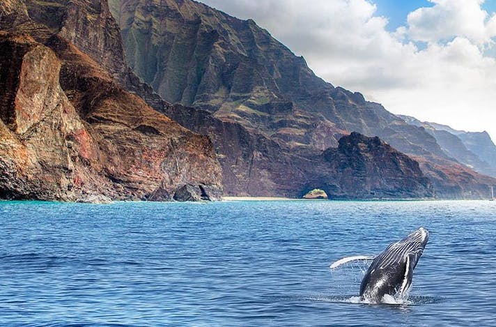 10 Fascinating Facts About Whales | Catamaran Kahanu