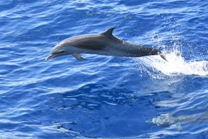 tropical dolphin in St. Lucia waters