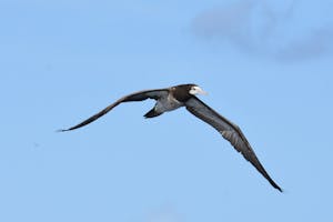 brown booby flying over the boat
