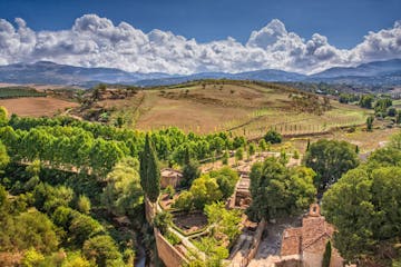 vineyard in Ronda