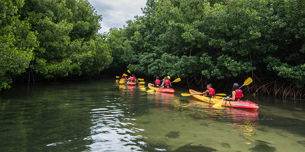 Kayak Bioluminescent Bay Fajardo Puerto Rico Eco Adventures