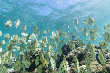 school of fish swimming over a coral reef