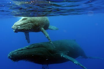 whales underwater