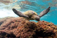 sea turtle swimming near coral reef