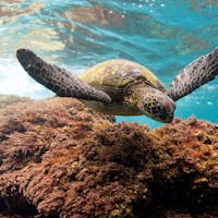sea turtle swimming near coral reef