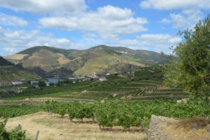 a field with a mountain in the douro valley