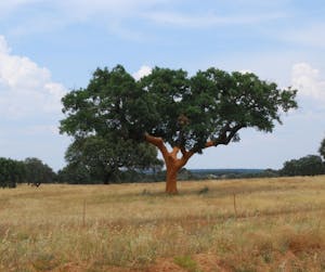 a large cork oak tree in a field