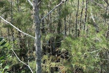 trees in cypress swamp of everglades