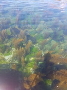 a bunch of seaweed underwater from above