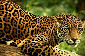 a jaguar standing next to a cat