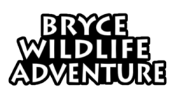 BRYCE WILDLIFE ADVENTURE