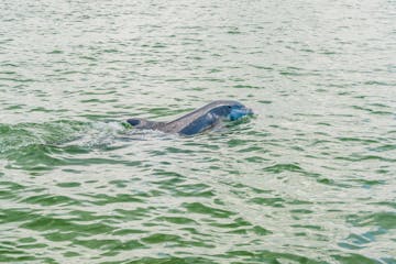 Private Dolphin Tours | Marco Island Jet Ski Tours