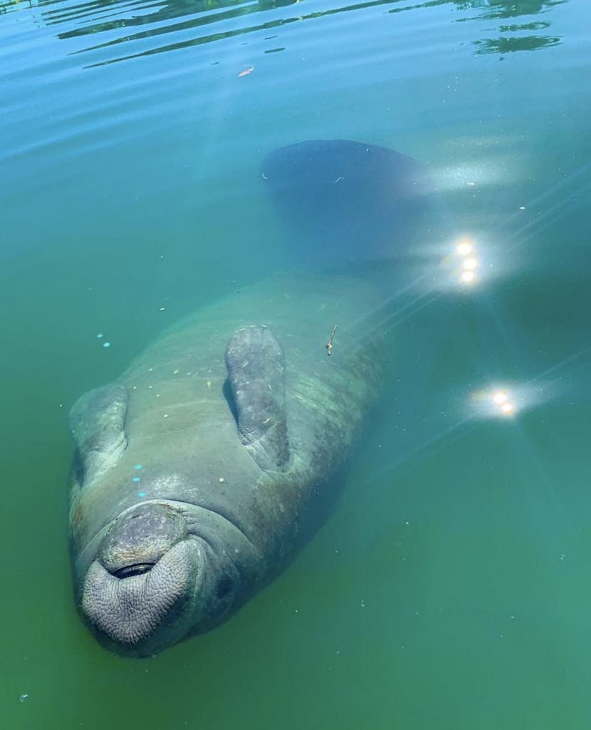manatee swimming upside down at the surface of blue water