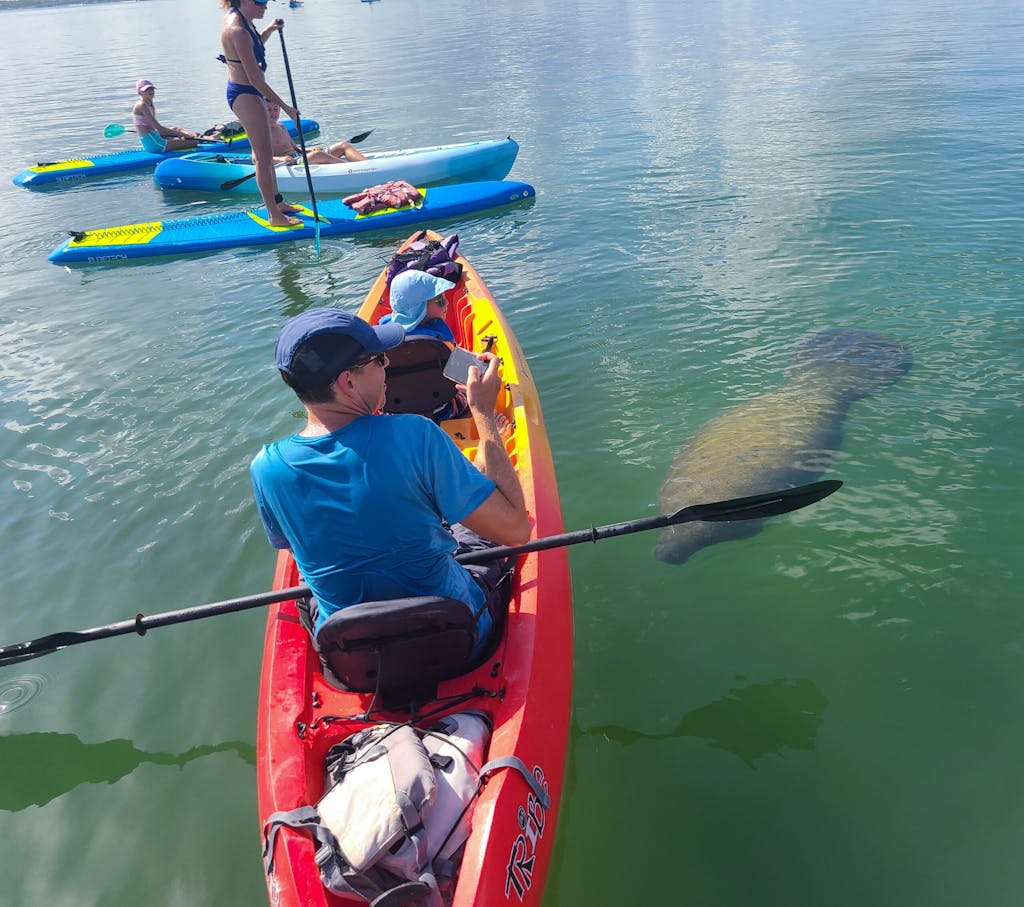 man paddling a kayak near a manatee in Sarasota