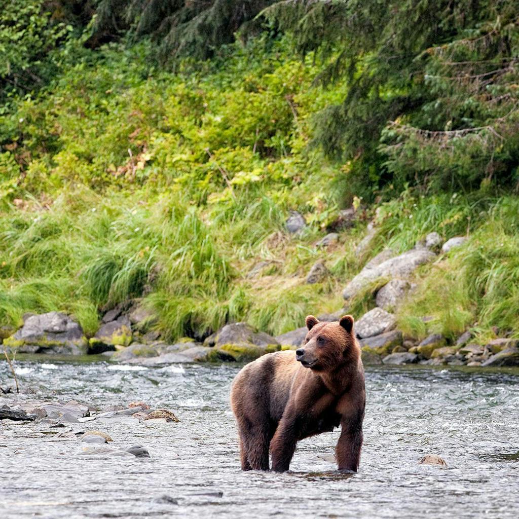 a brown bear walking across a river