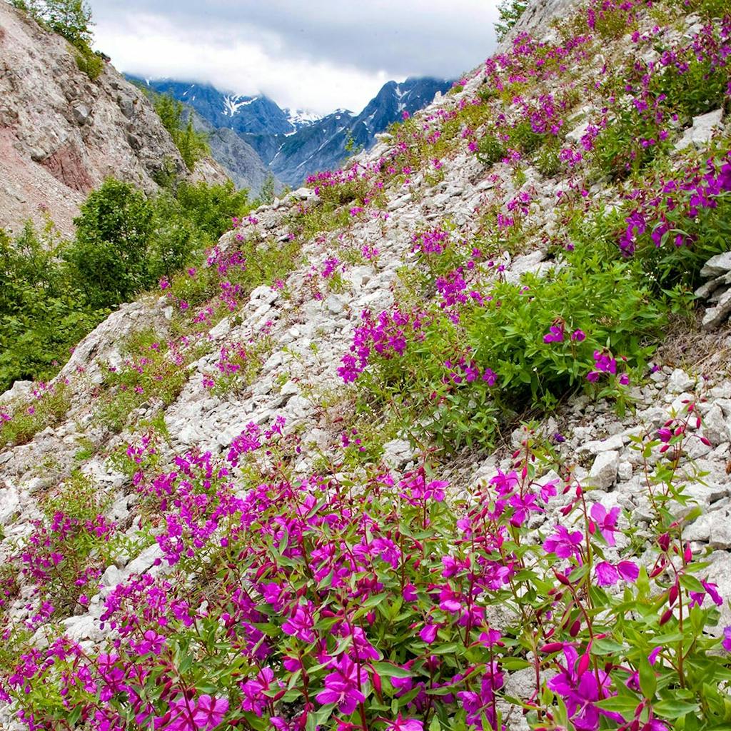 a purple flower with a mountain in the background