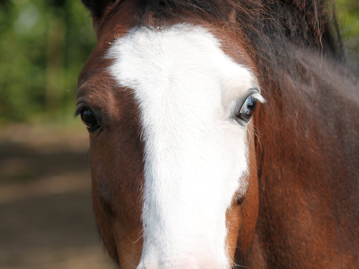 a close up of a horse that is looking at the camera