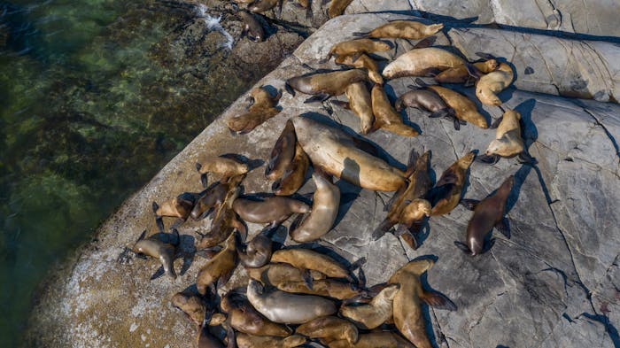 Sea Lion Boat Tour in BC | Egmont Adventure Centre