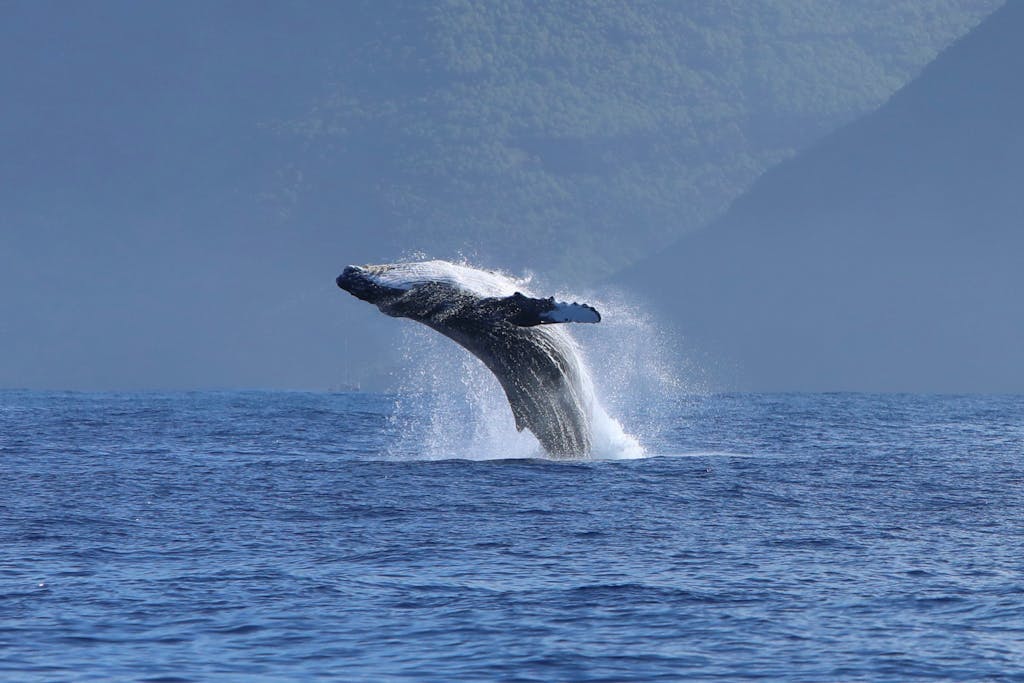 Kauai humpback whale tour