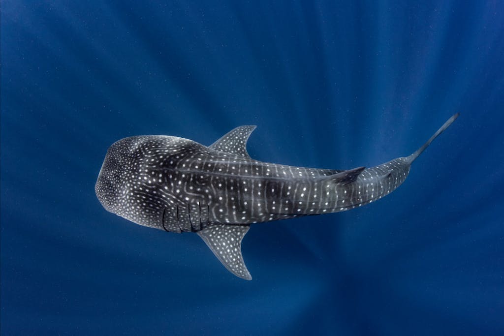 Kauai whale sharks