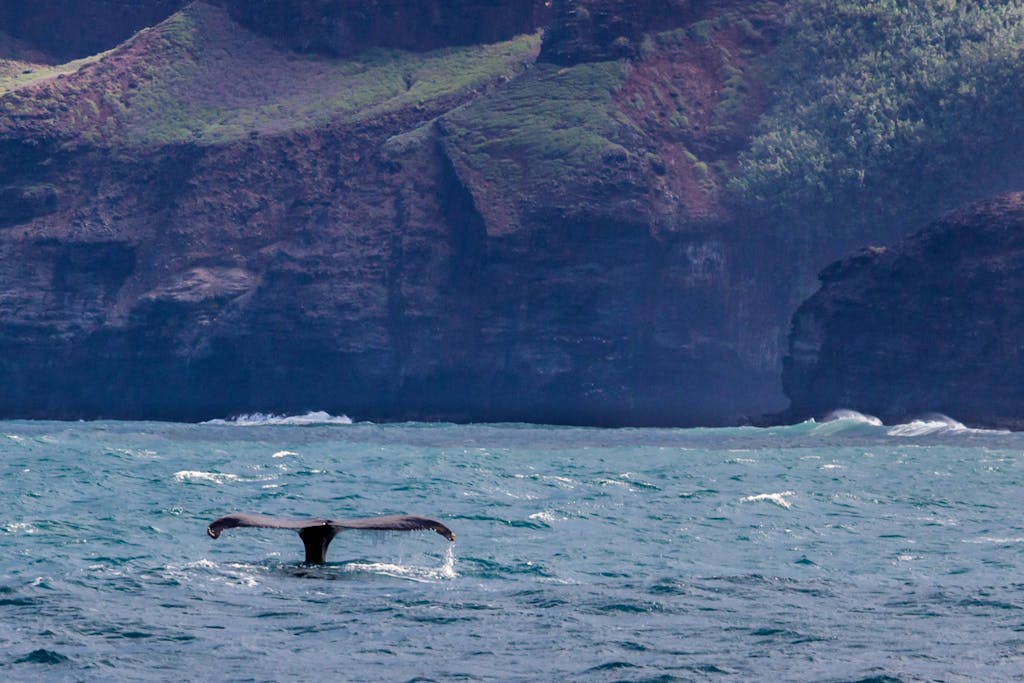 Kauai Whale Tours