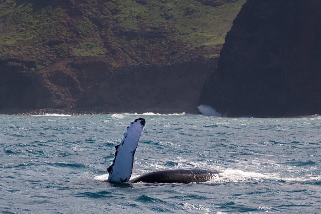 Kauai humback whale tours