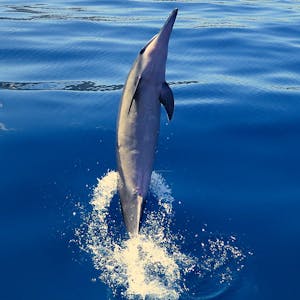 spinner dolphins 