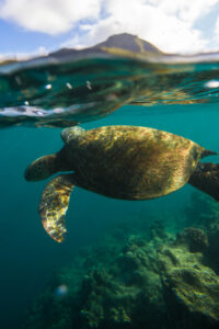 best Kauai snorkeling locations