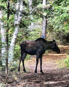 a brown horse standing next to a forest