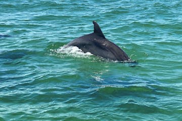 Dolphin Tour on Pensacola Beach