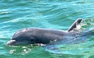 Best Dolphin Tour on Pensacola Beach