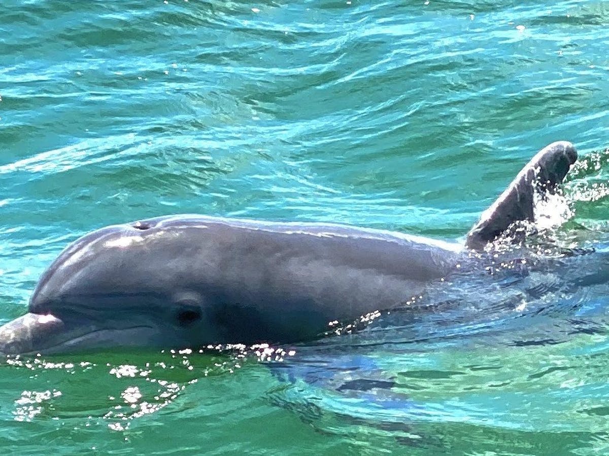 Best dolphin tour on Pensacola Beach