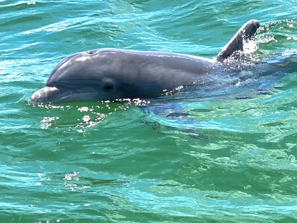 Best dolphin tour on Pensacola Beach