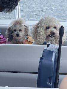 dog friendly pontoon boat rental