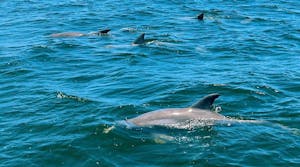 Dolphin Sightings in Pensacola