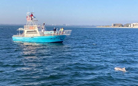 Public Dolphin & Scenic Bay Sightseeing Tour