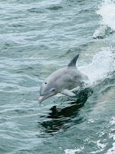 Beautiful dolphin jumping out of the water in the bay