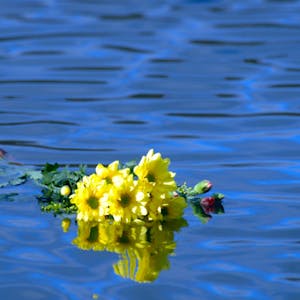 Yellow daisies floating in the Gulf of Mexico at a burial at sea.