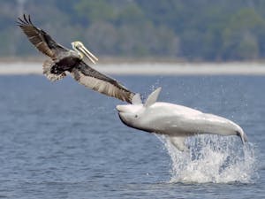 Pelican and dolphin high five over the Santa Rosa Sound in Escambia County.