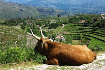 a brown and white cow lying on top of a mountain