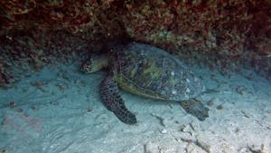 Hawaii green sea turtle while scuba diving