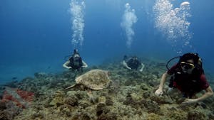 Try Scuba Diving In Honolulu