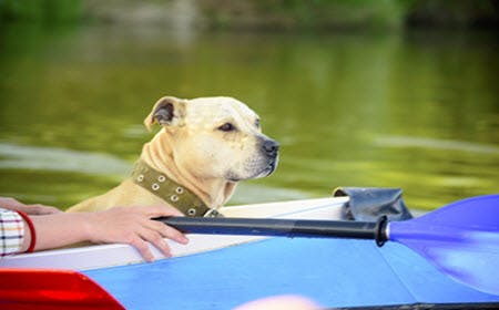 Dog on a River Float