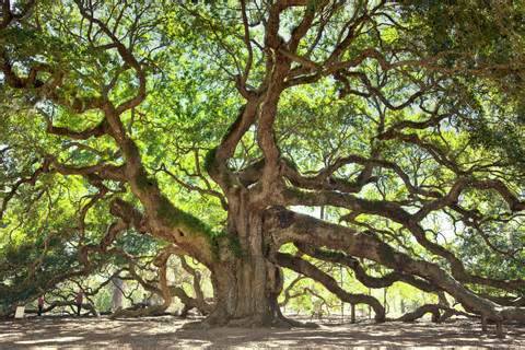 a close up of a tree