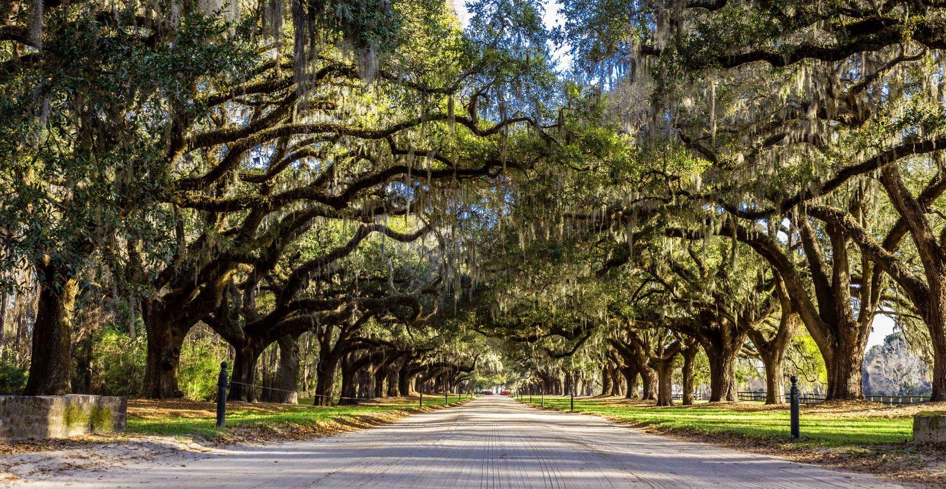 a close up of a tree with Wormsloe Historic Site in the background