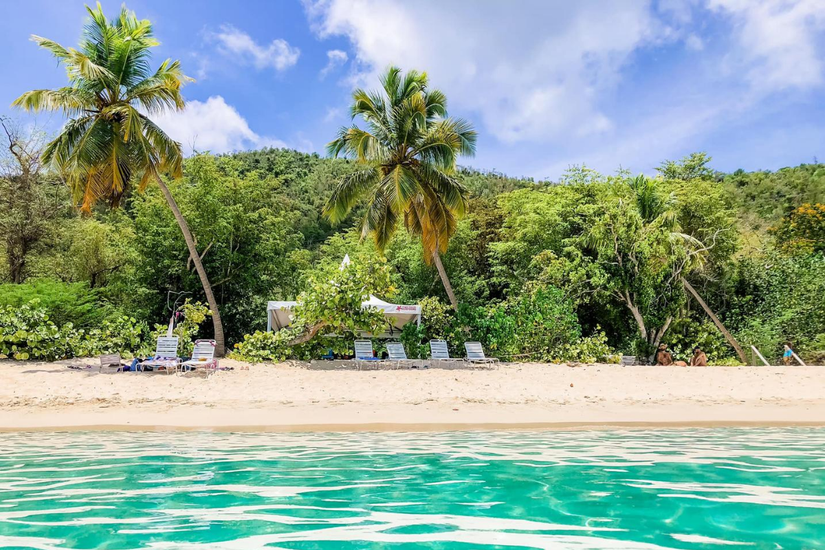 a group of palm trees next to a body of water