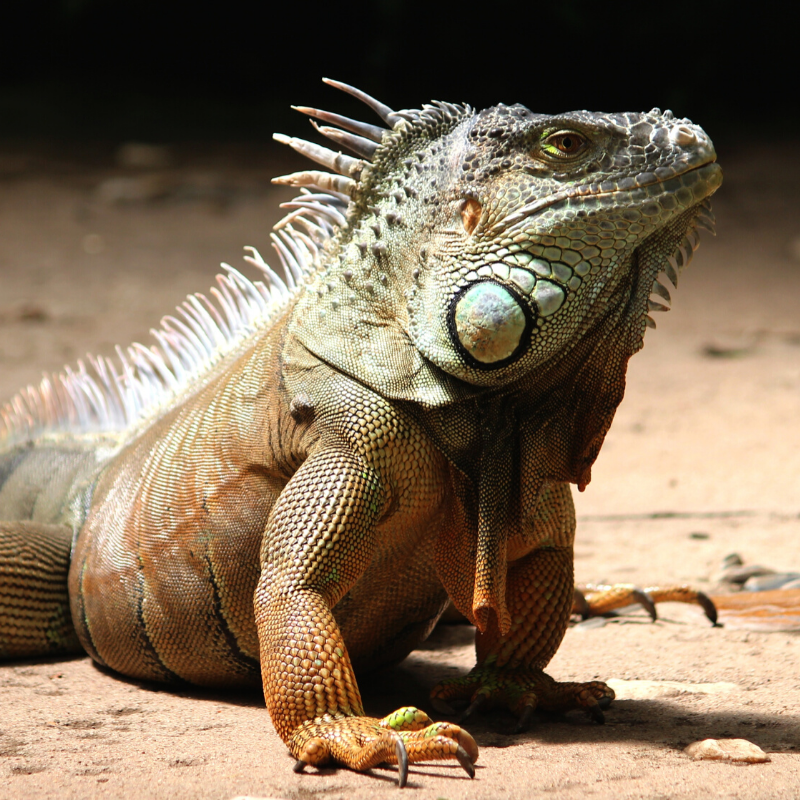 a close up of a lizard