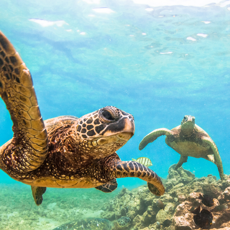 a turtle swimming under water