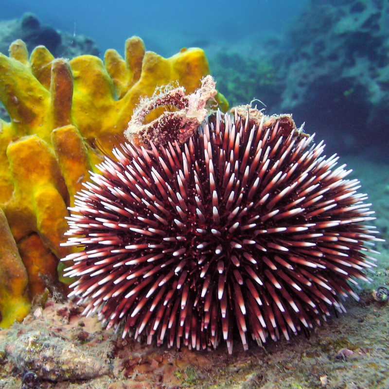 a close up of a coral